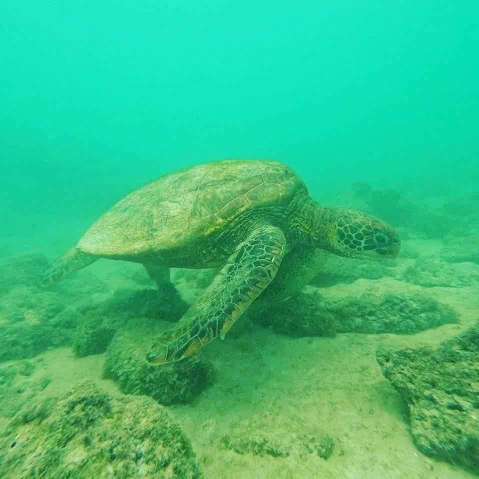 Tortuga House
