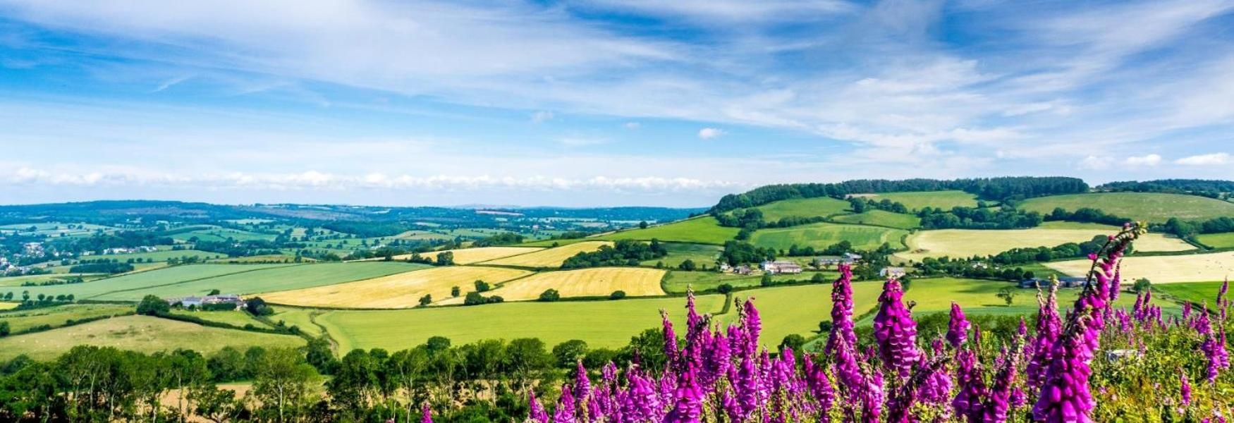 Delightful Devon Cottage