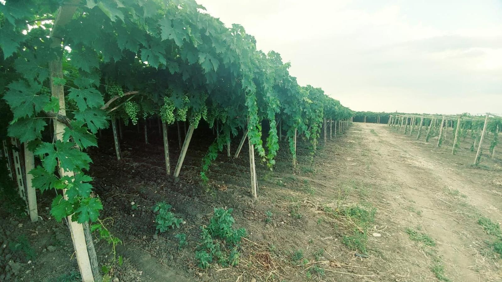Masserie Menna