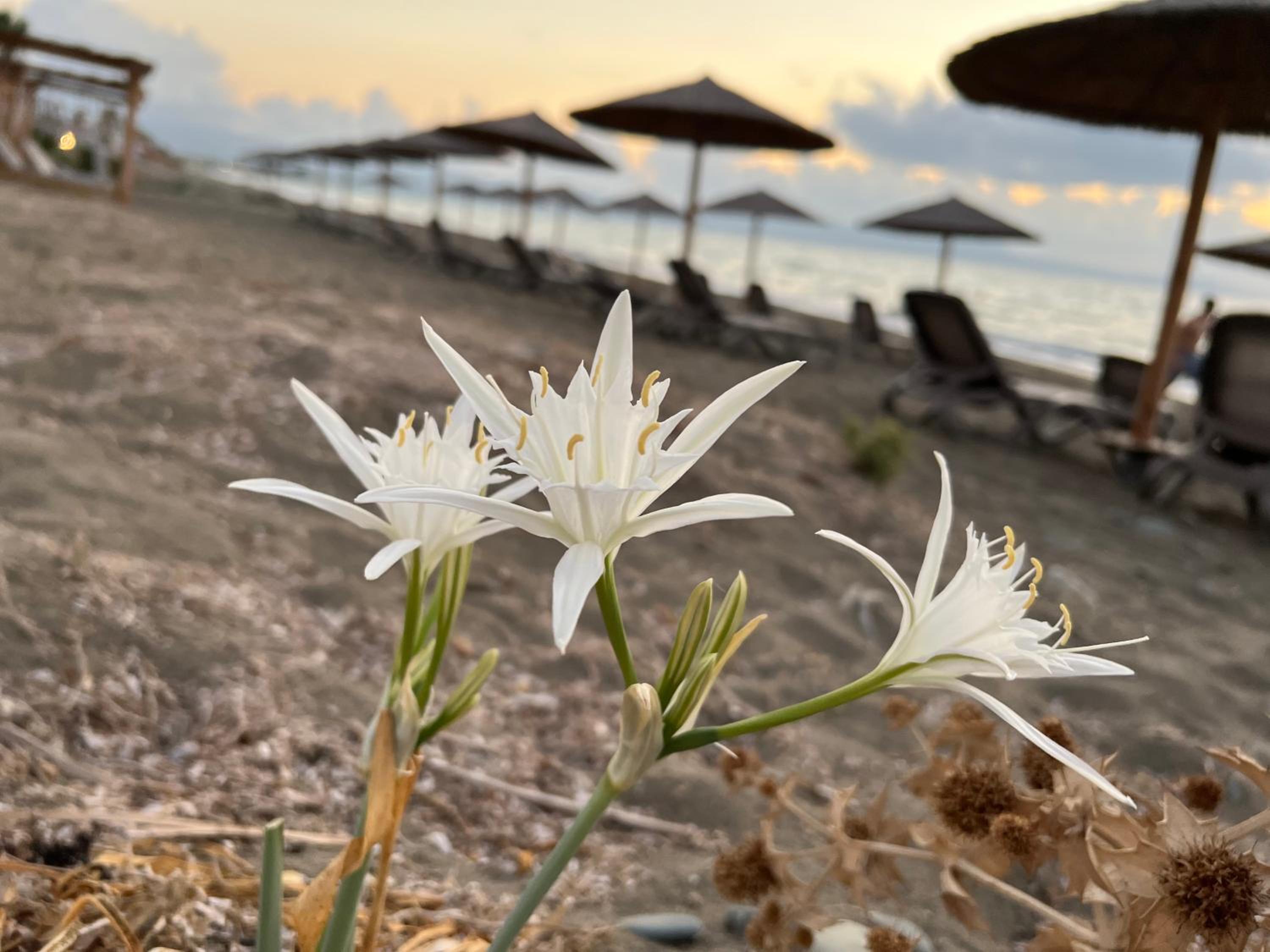 Jomavi Beach Eco-Villa