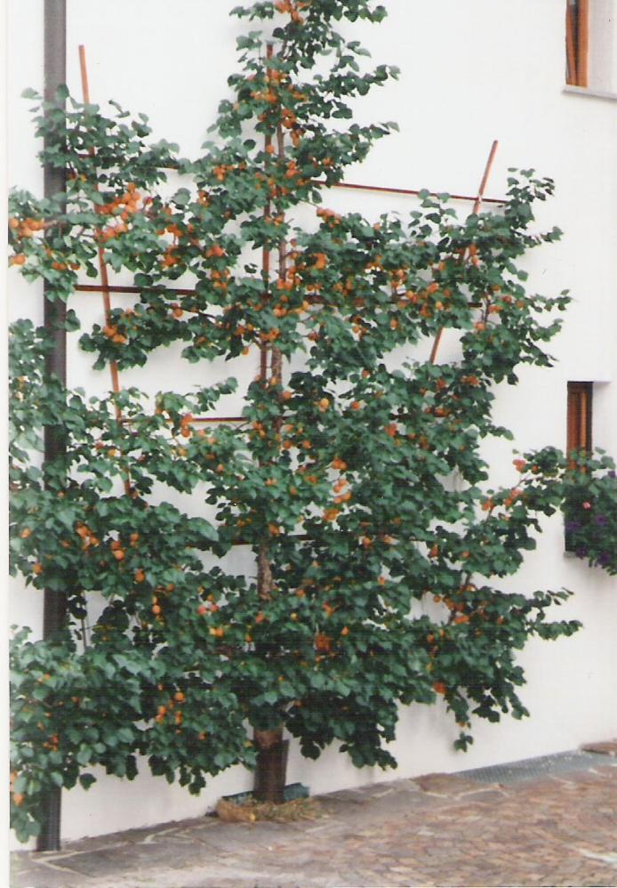 Landhaus Brigitta