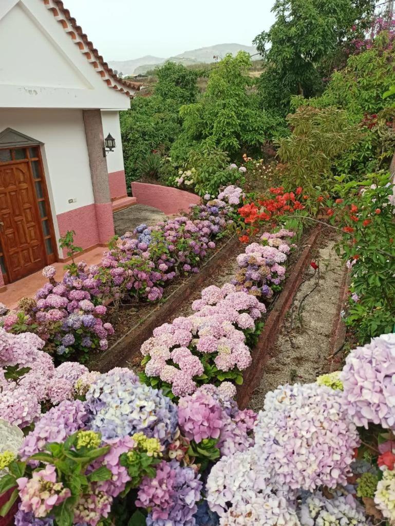 Mar de flores