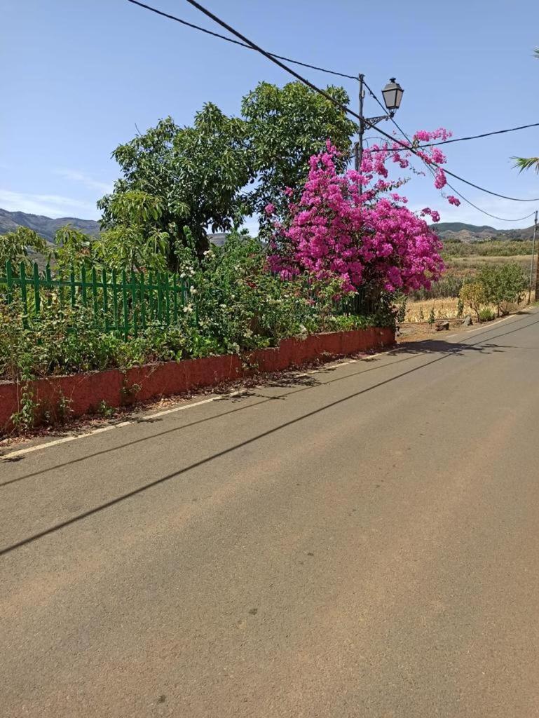 Mar de flores