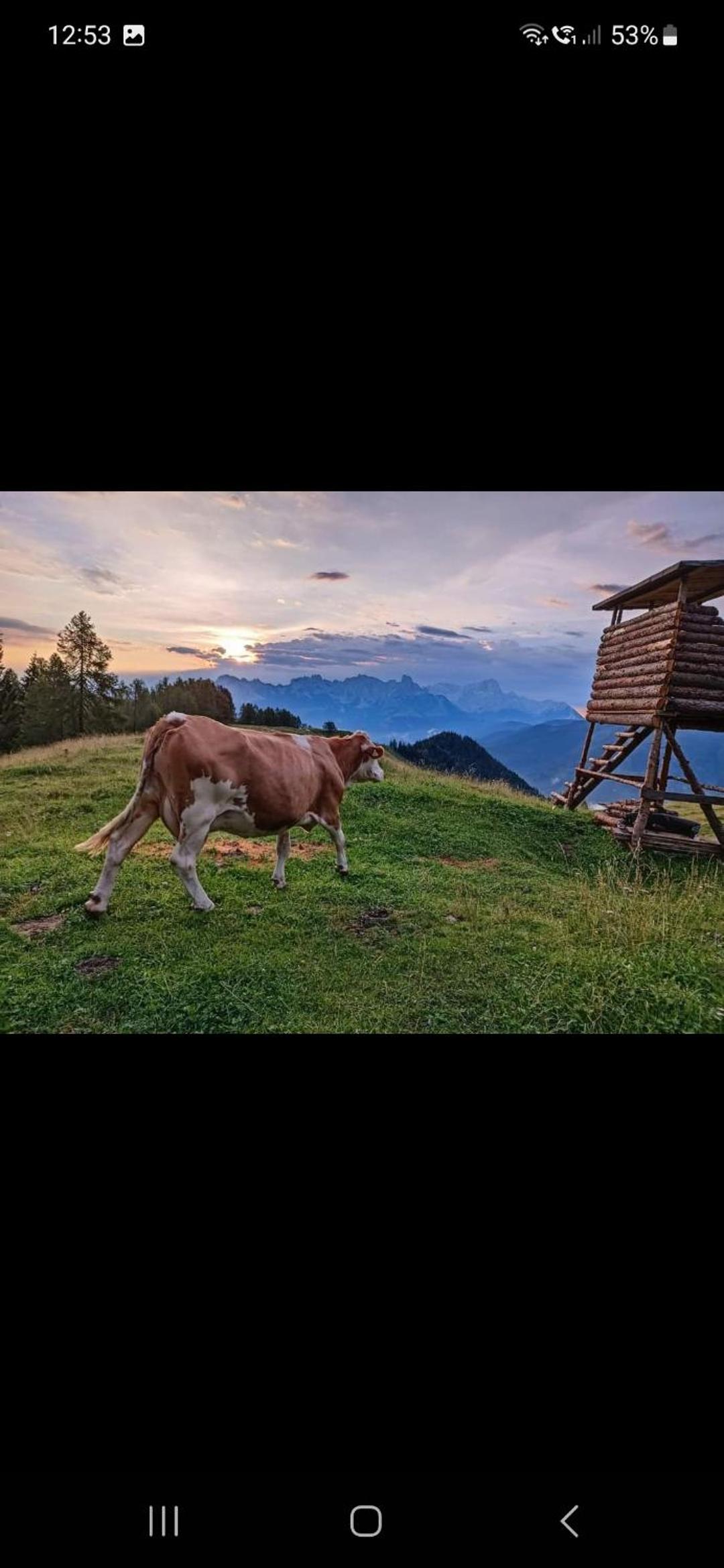 Bergliebe