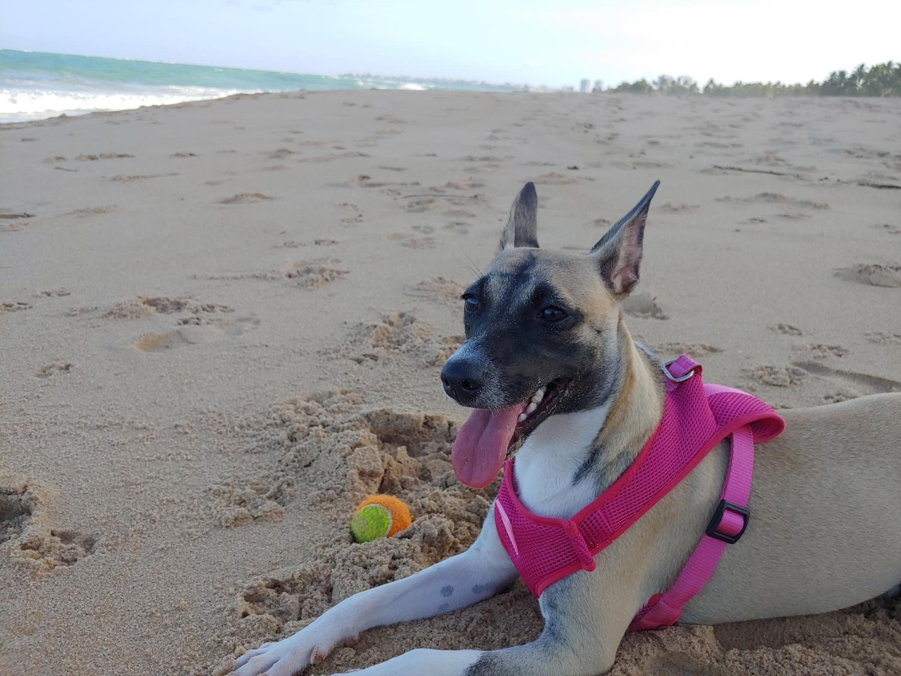 Paradise Beach Residence - Pé na areia
