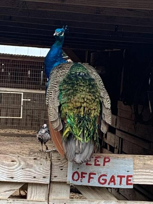 Laurel Vacations - Gingerbird Art Suite - Property Image 8