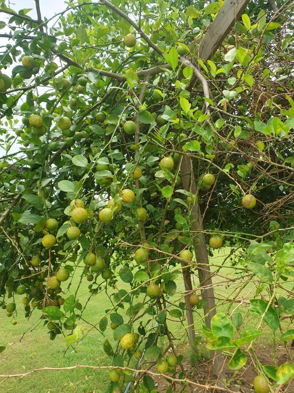 Holiday farm jodhpur