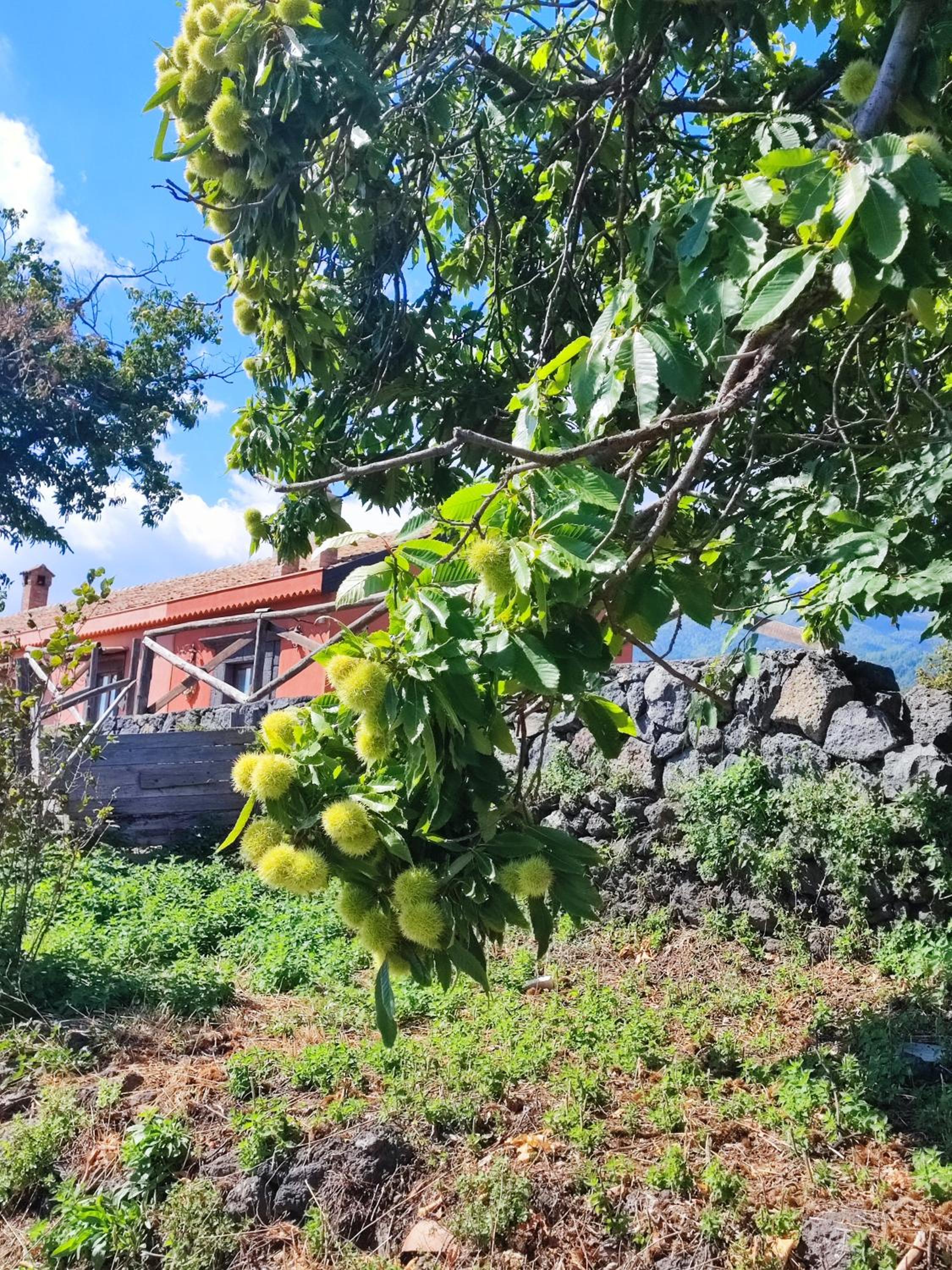 Feudo Magazzeni Etna
