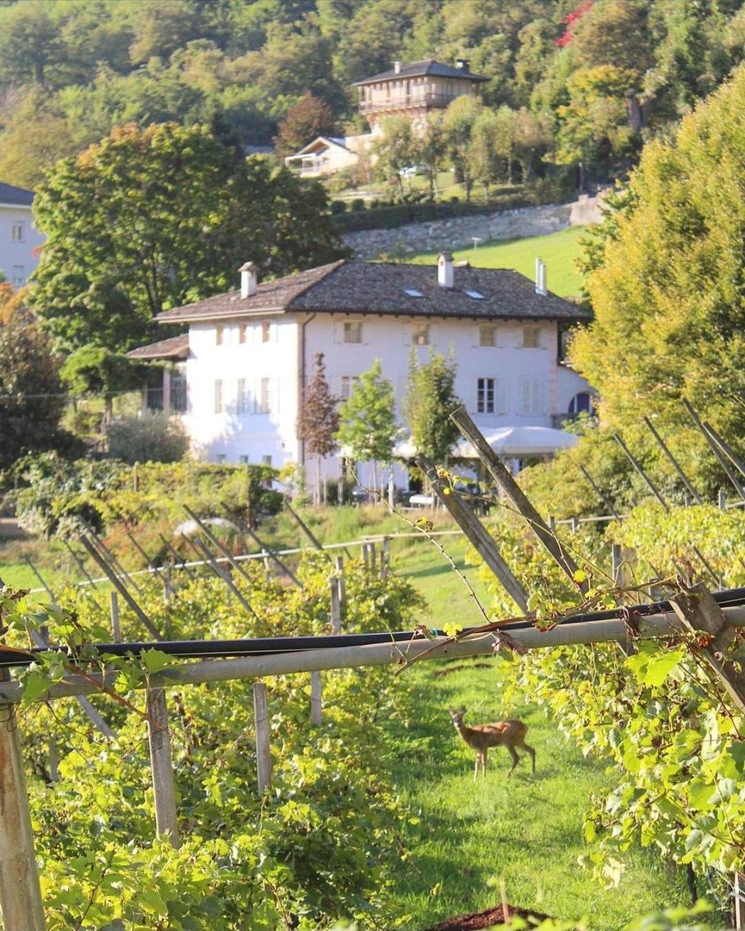 Agritur Cantina Romanese view 4
