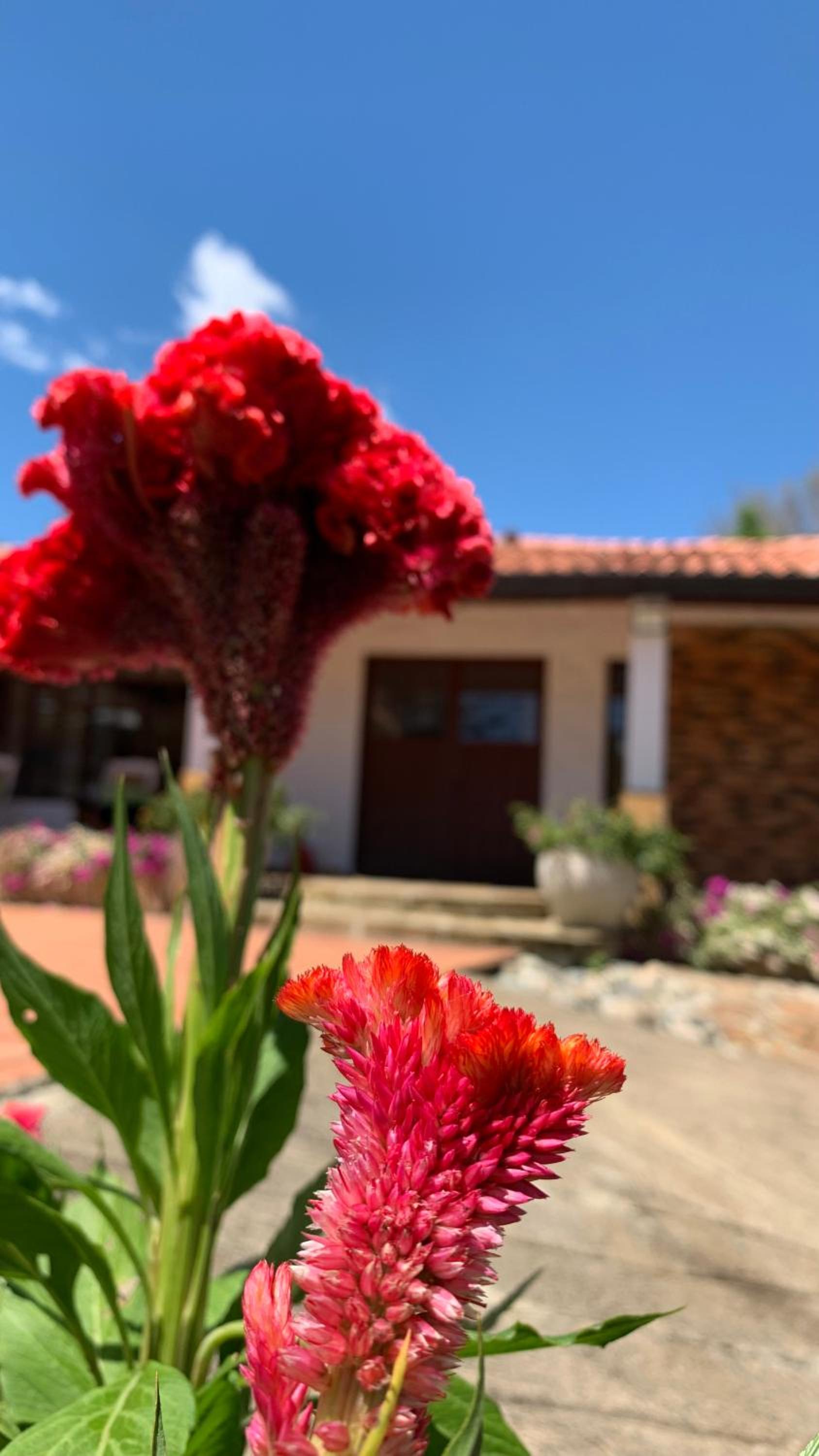 Villa tolu