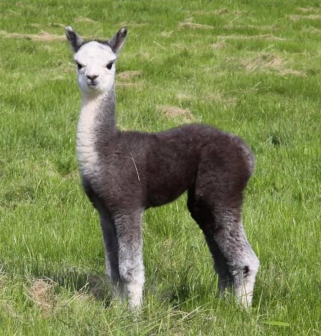 The Alpaca Farmhouse with hot tub and complimentary alpaca experience view 3