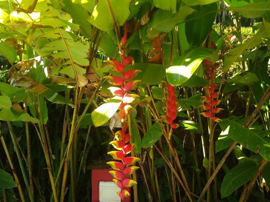 Vila Linda Flor