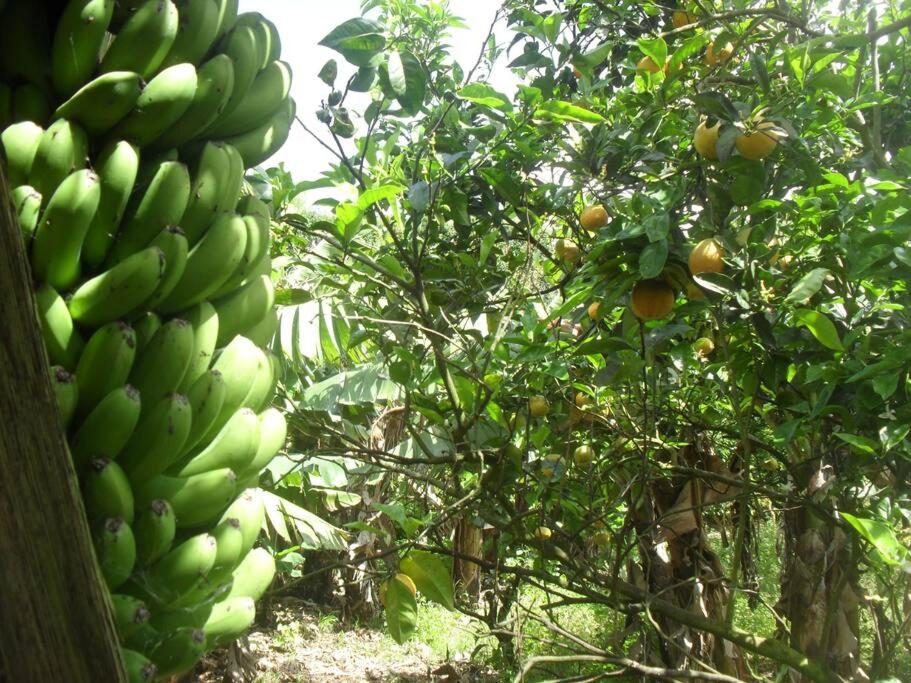 Quinta do Avô