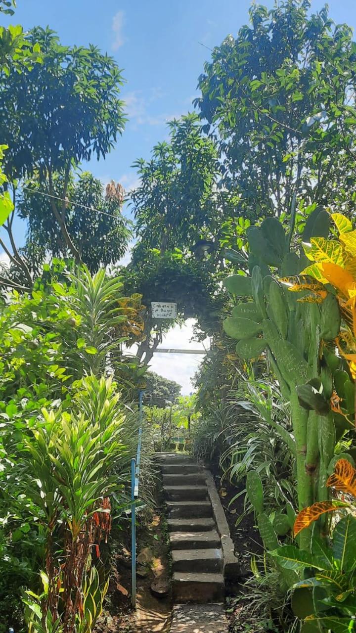 Cabaña bosque verde