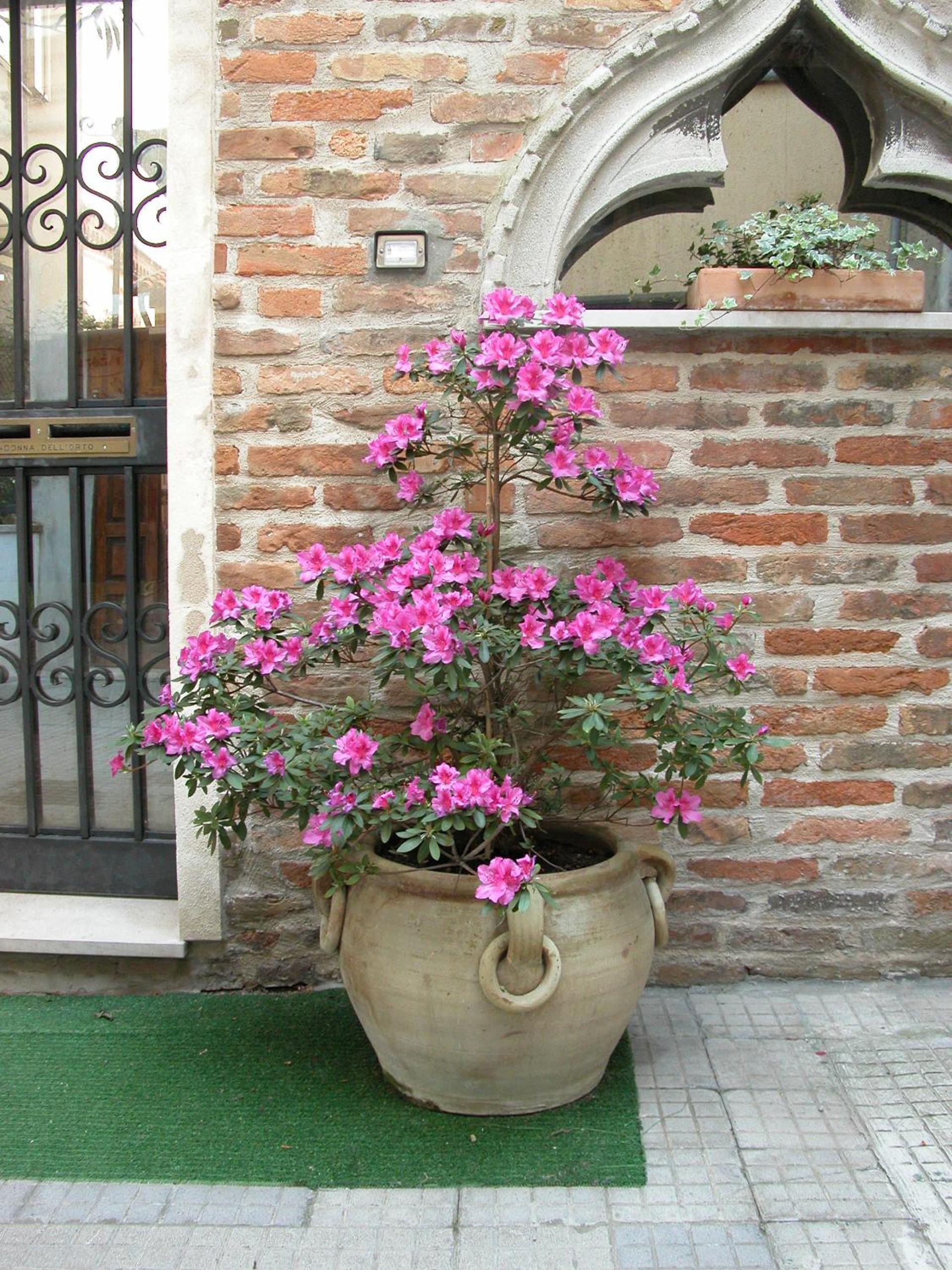 Al Campanile Madonna dell'Orto