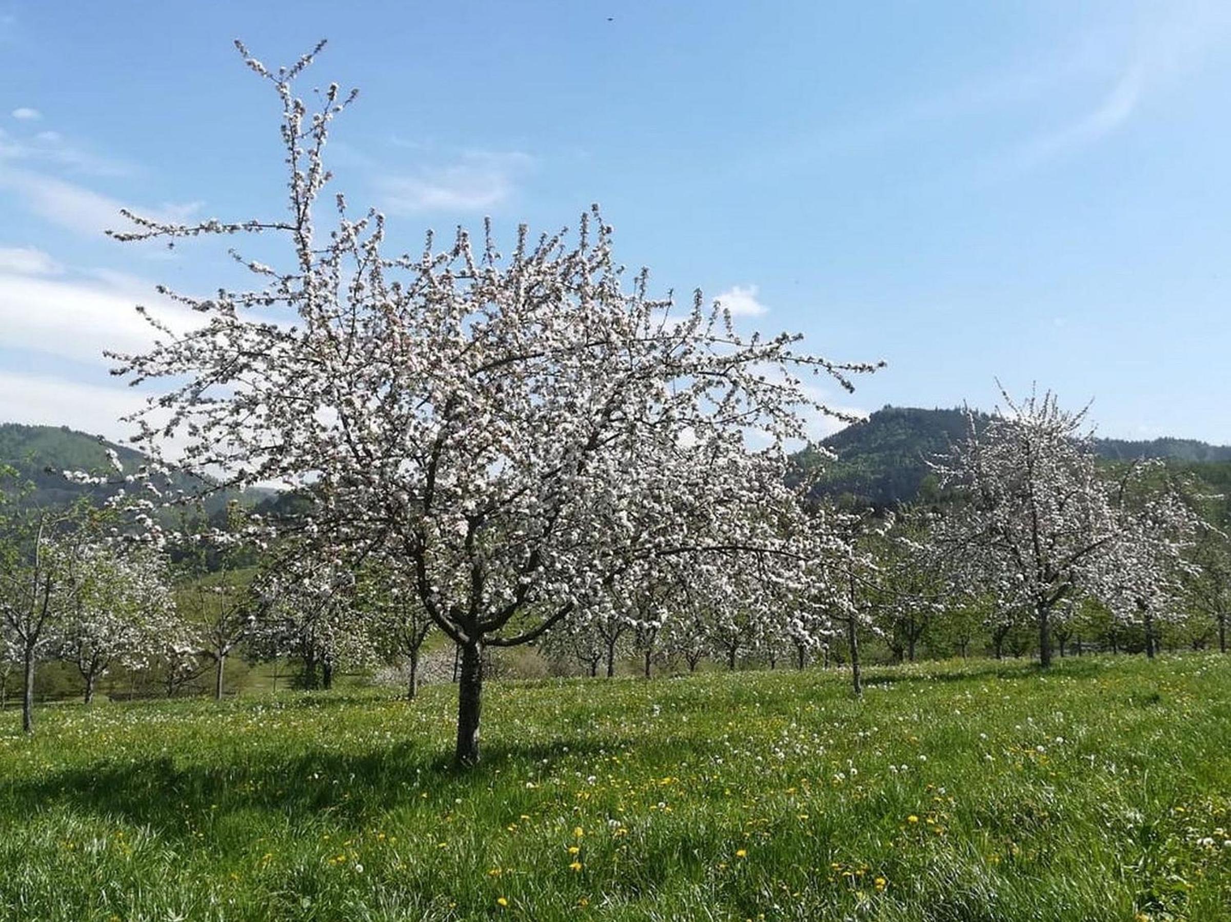 Ferienhof Vordere Alm