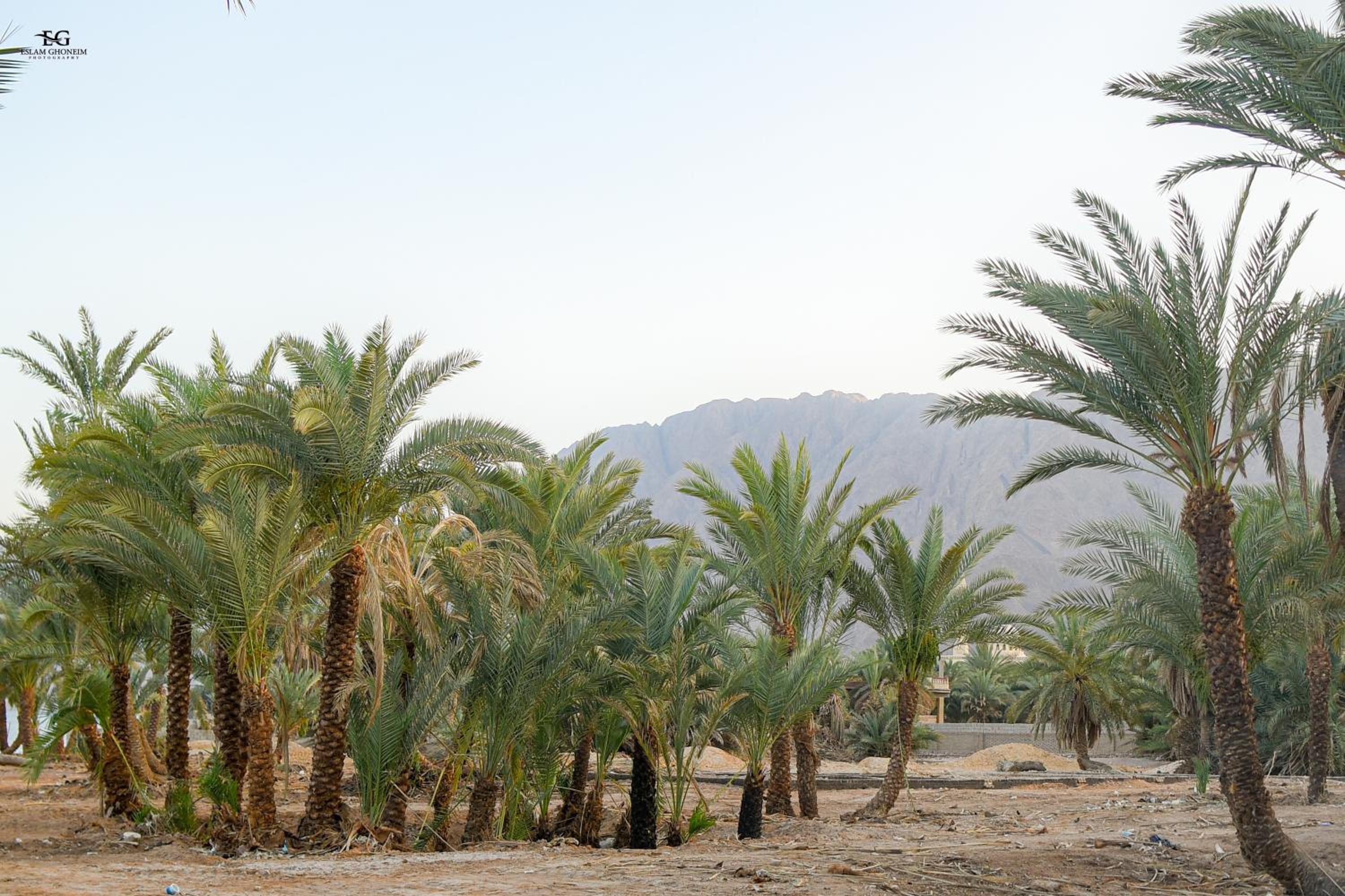 Palm Valley camp