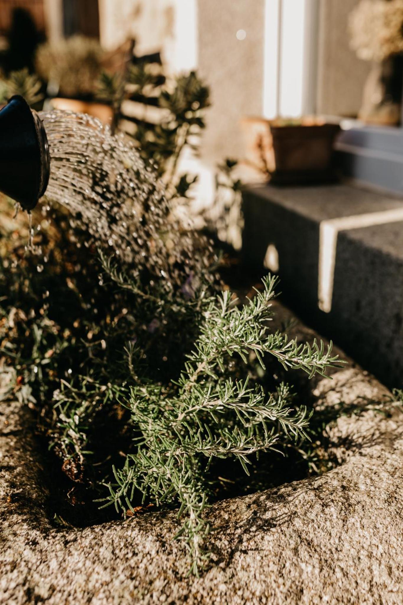 Casa do Cuco - Rural house - Property Image 119