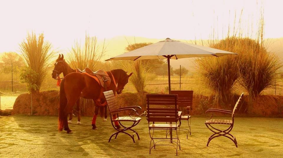 Maa Ashapura Resort view 4