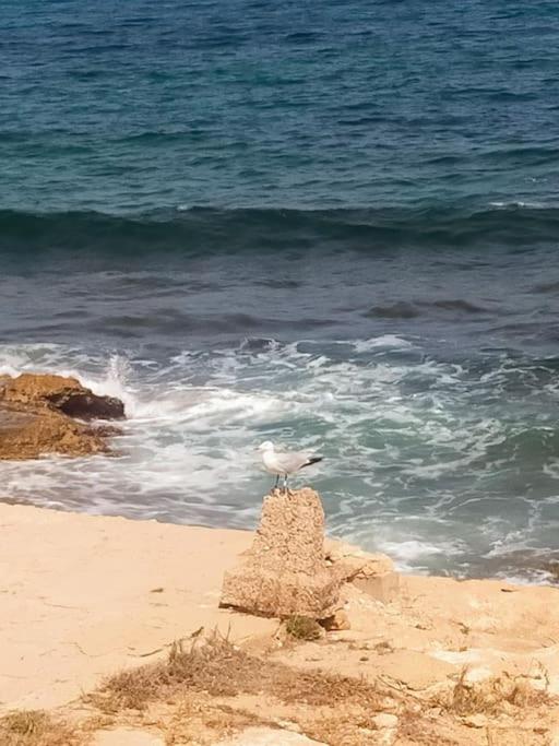 Mar Azul Primera línea de mar, casa privada con patio y solarium 