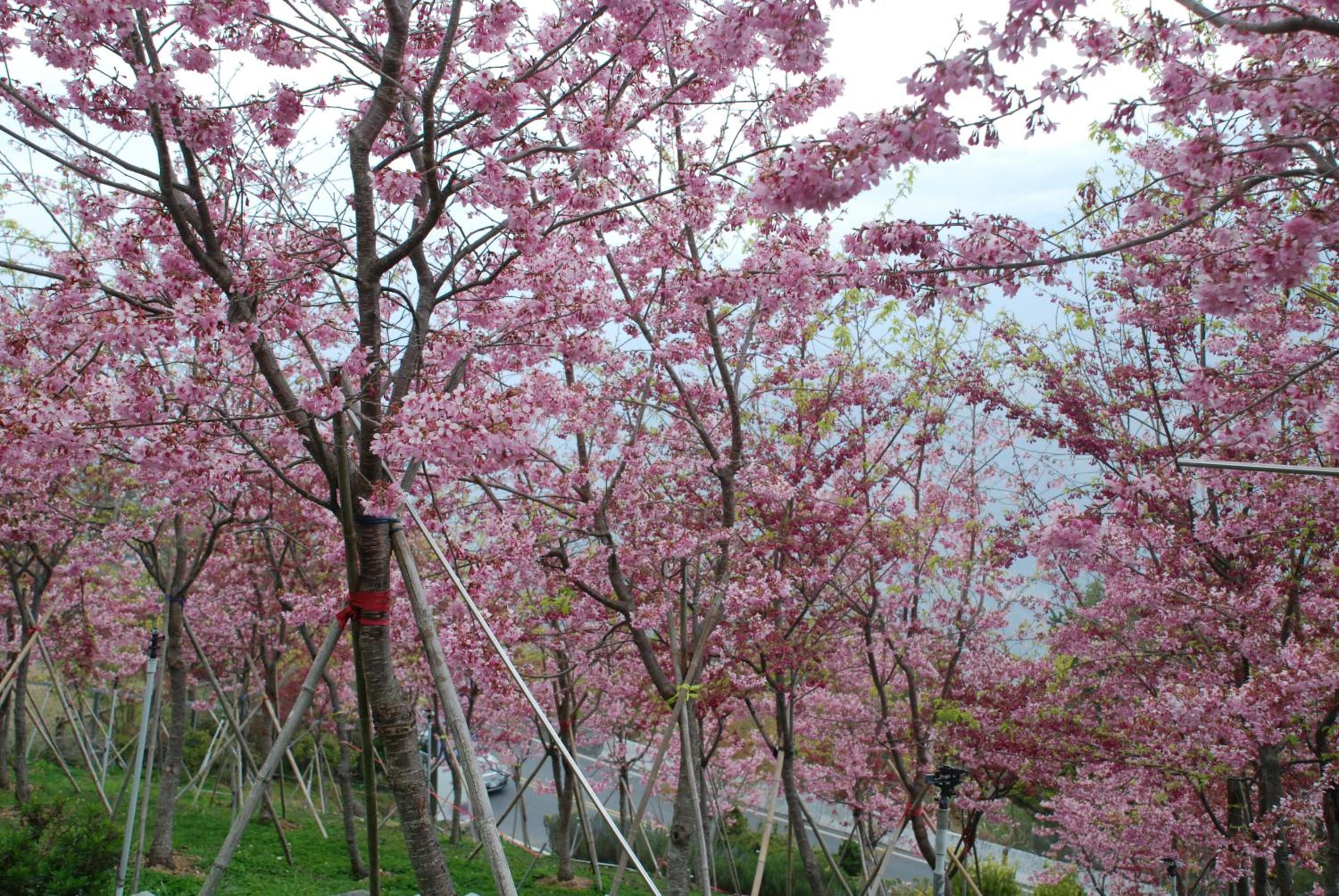 Liching Garden Villa