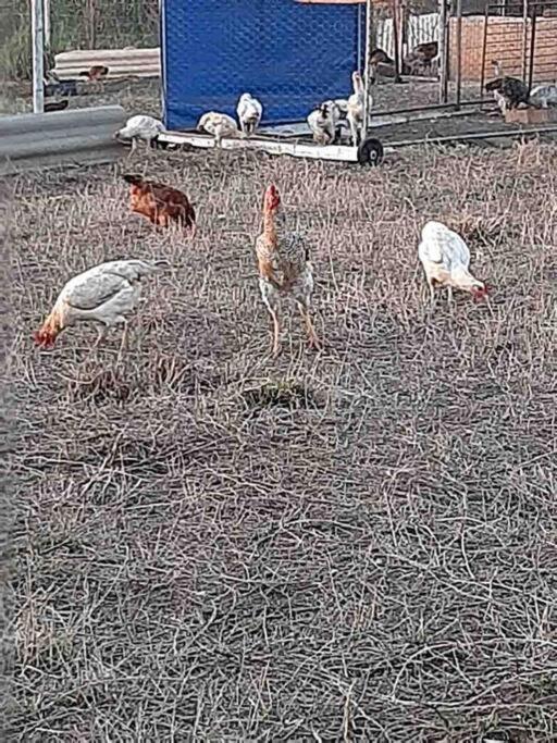 Chalé do lago no campo em Zacarias SP