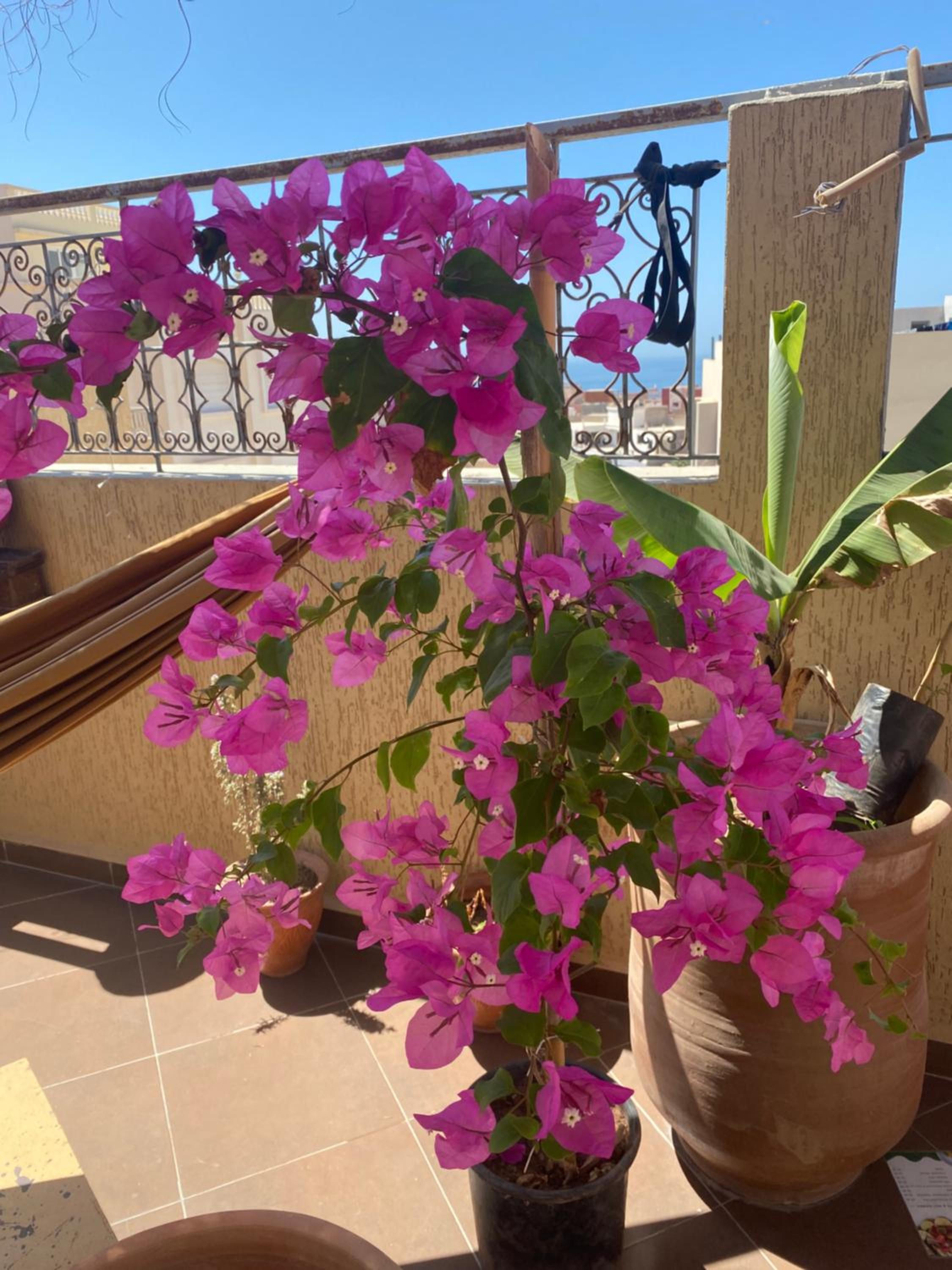 Fleur de cactus, Guesthouse, Tamraght