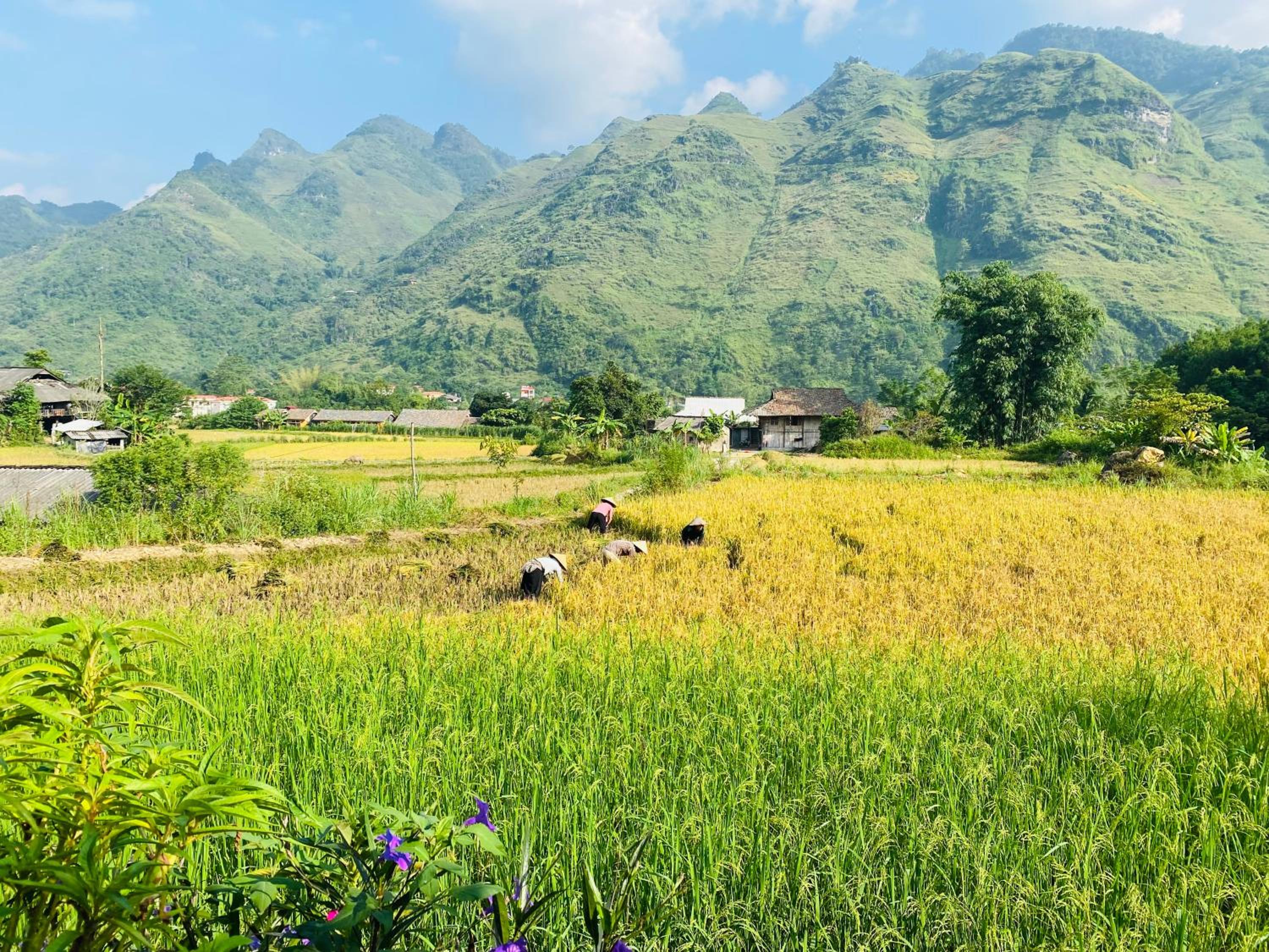 Du Gia Field View Homestay