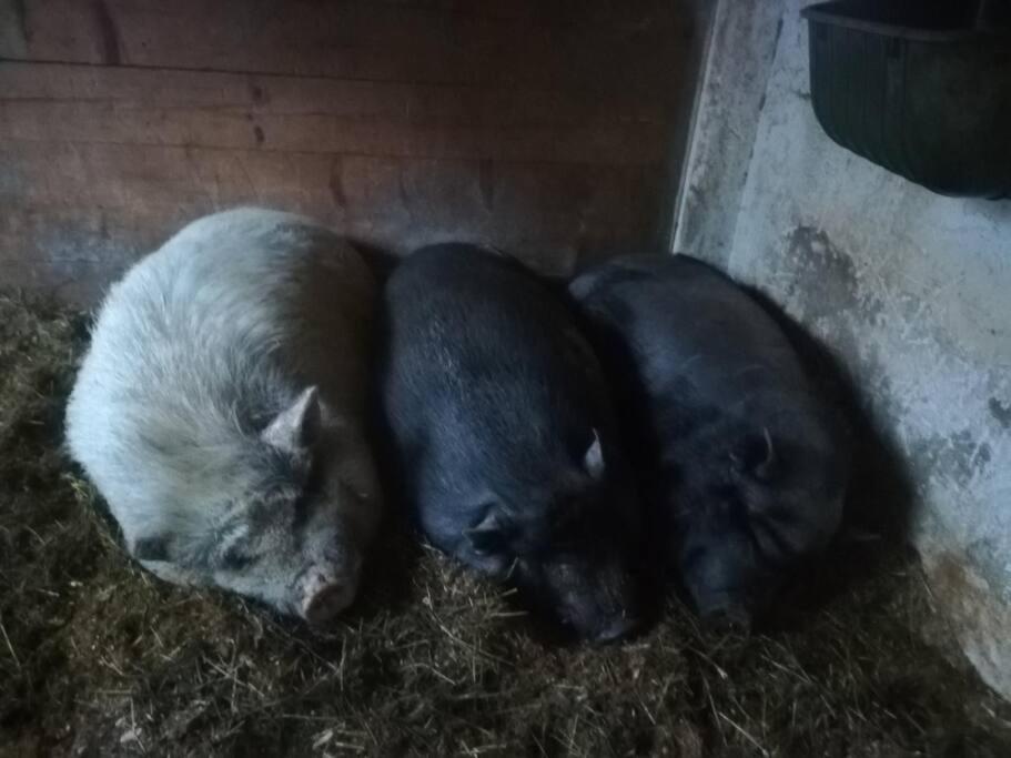 Ferienwohnung Ingrid