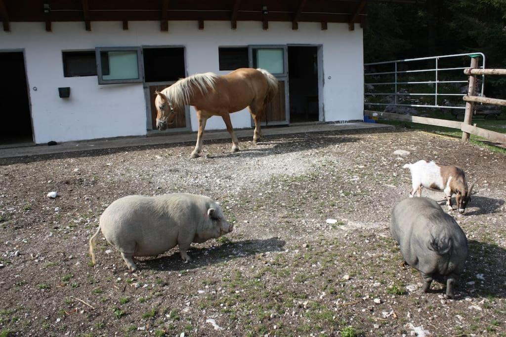 Ferienwohnung Ingrid