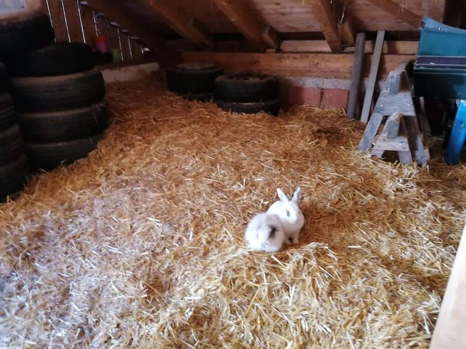 Ferienwohnung Ingrid