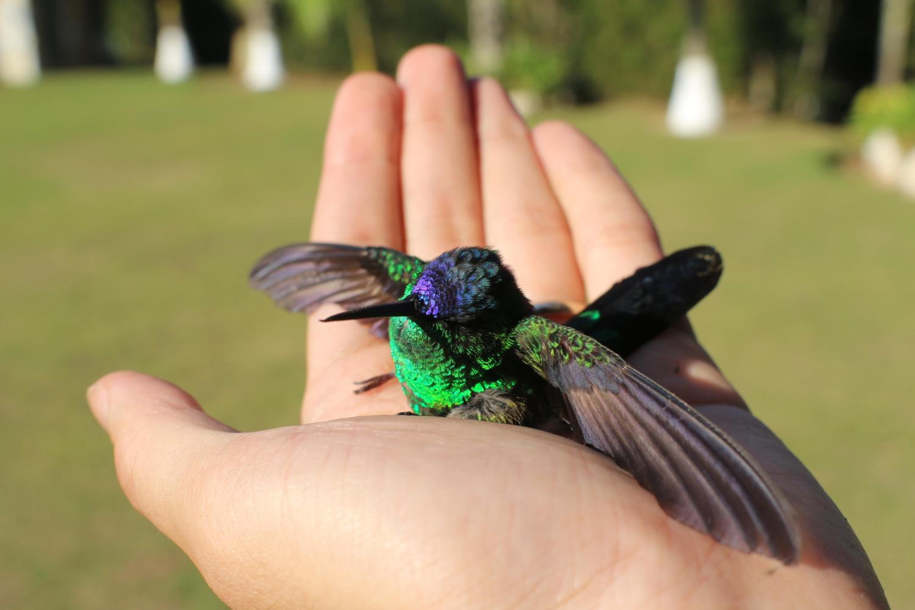 Sítio Vento Verde