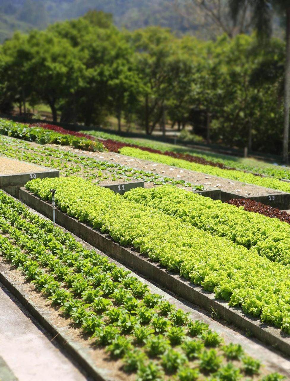 Unique Garden