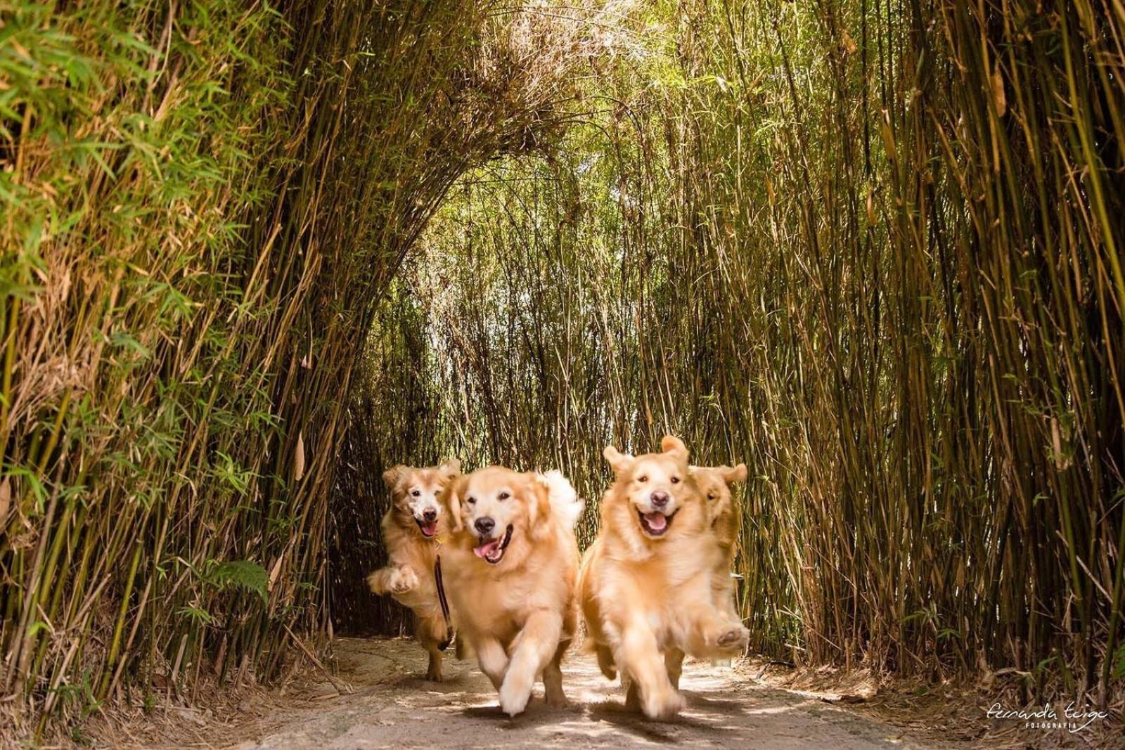 Unique Garden