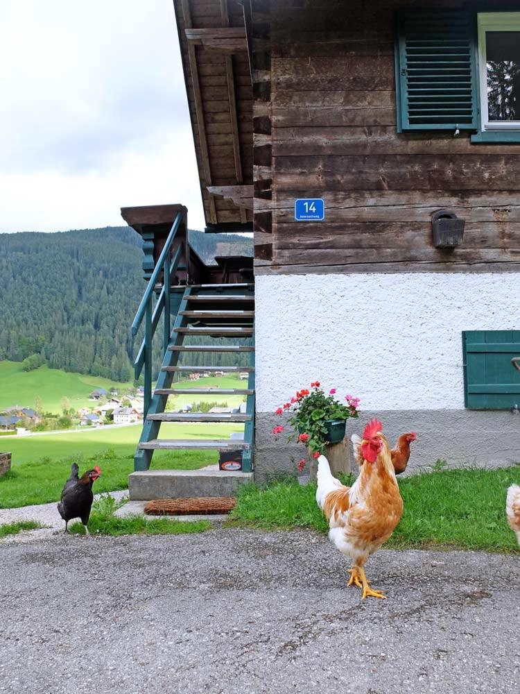 Ferienhaus Asterbach