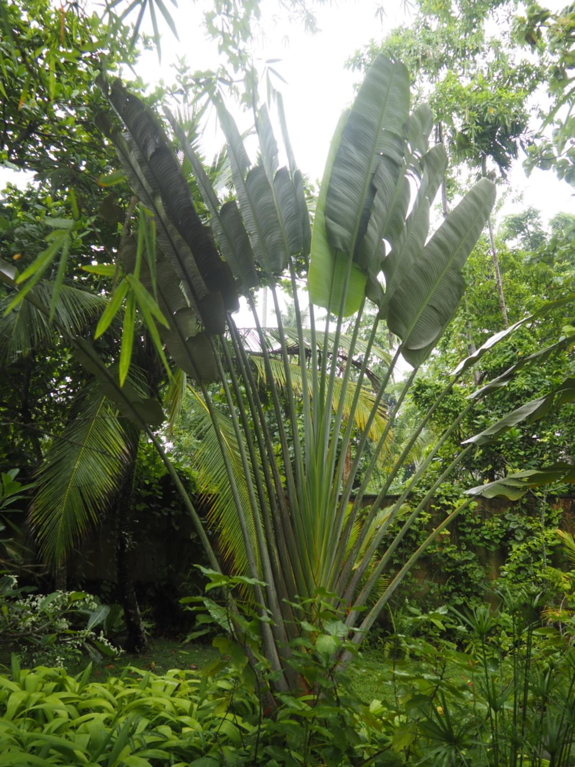 Licuala Luxury Jungle Bungalows