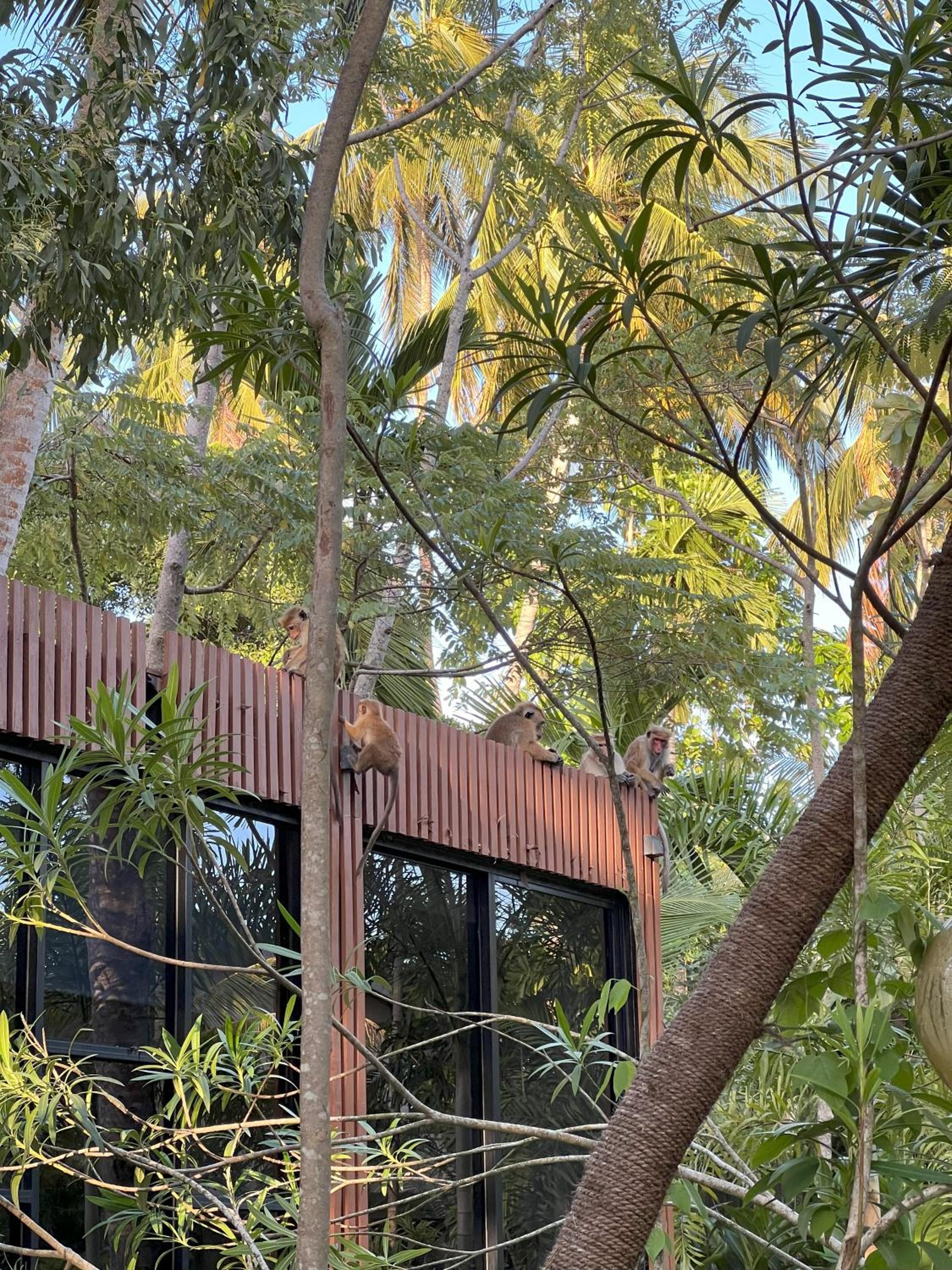 Licuala Luxury Jungle Bungalows