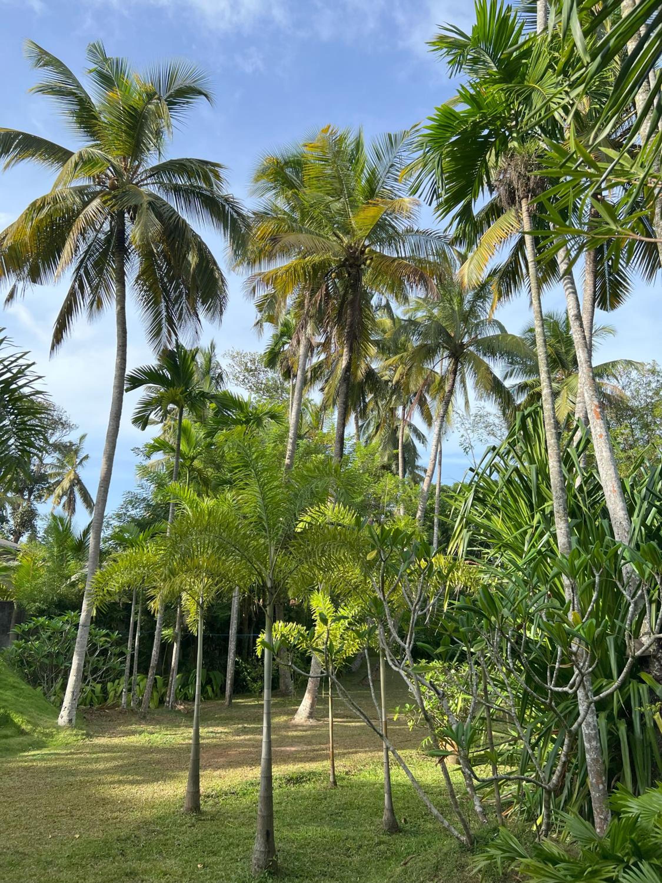 Licuala Luxury Jungle Bungalows