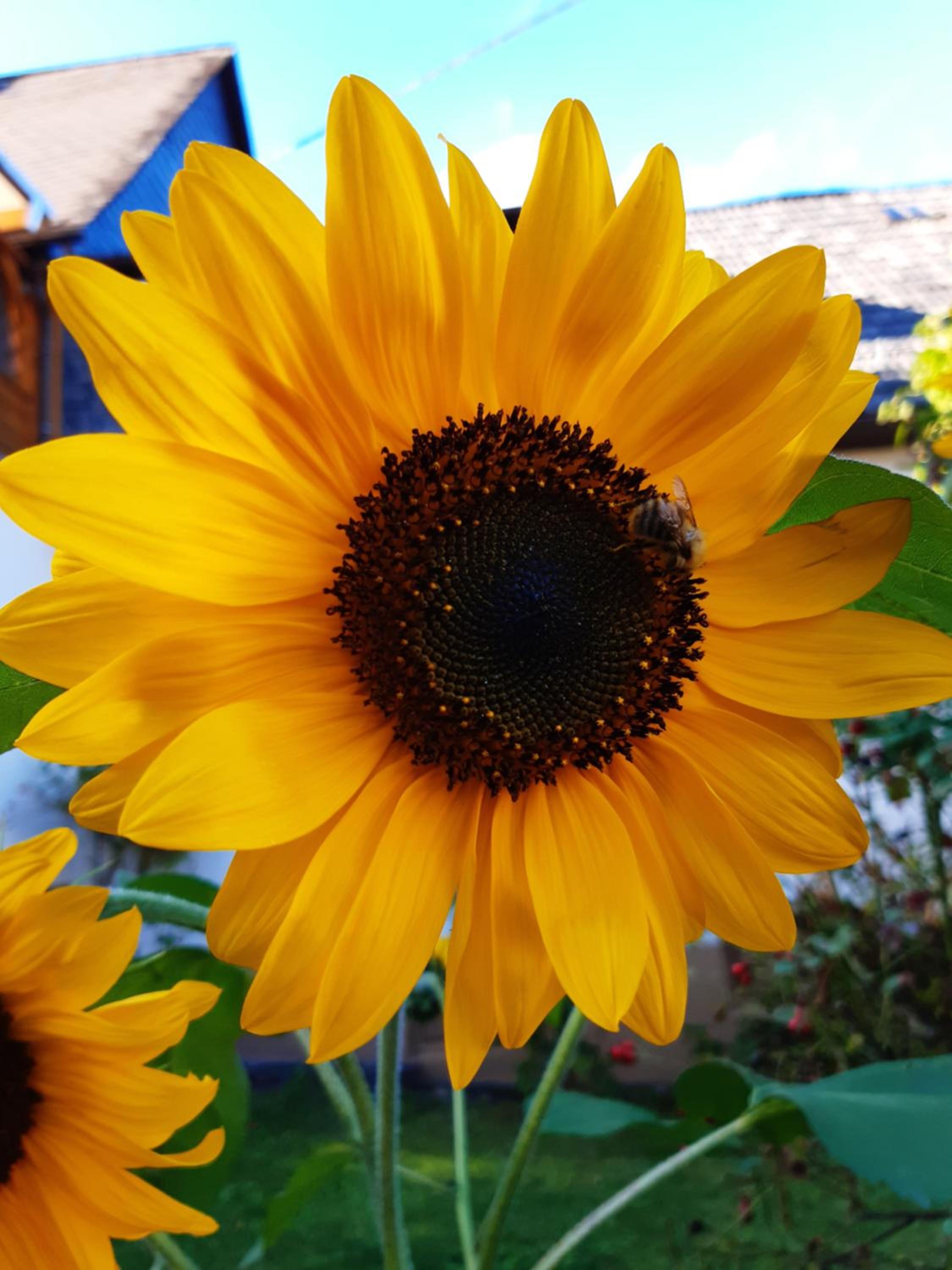 10-Bett Ferienwohnung Sonnenblume