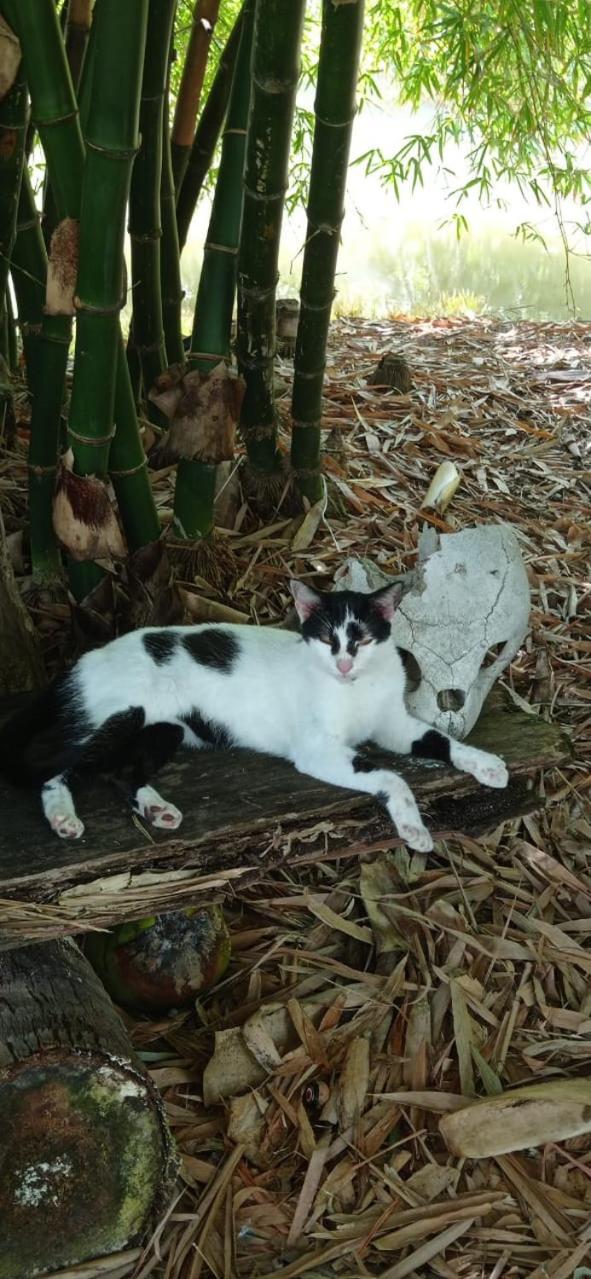 Animal Paradise