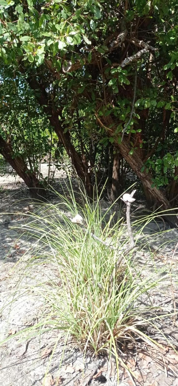 Animal Paradise