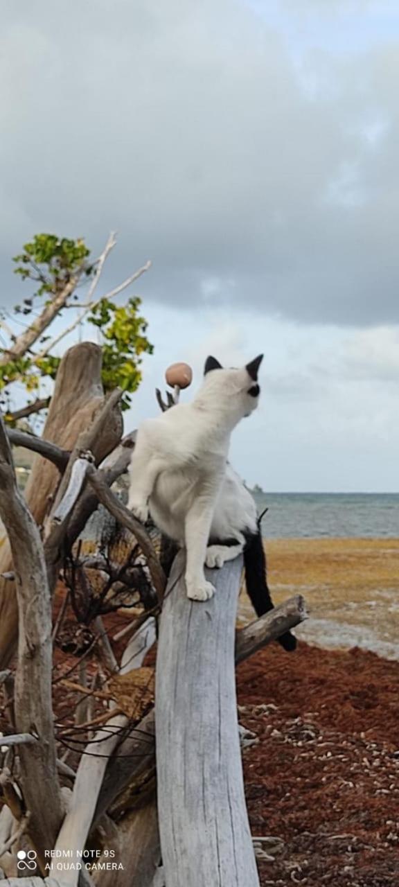 Animal Paradise