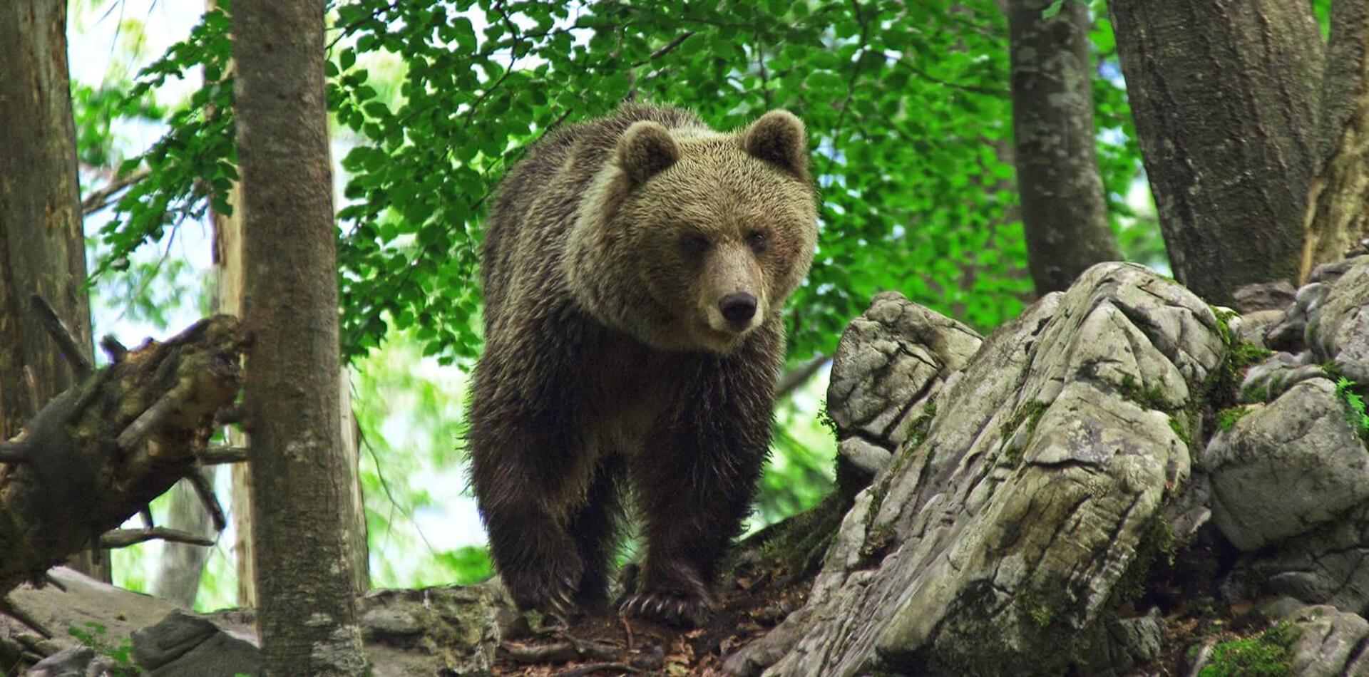 Cherry house - cosy house - ideal for bear watching, in the neighborhood of the medieval Snežnik castle view 4