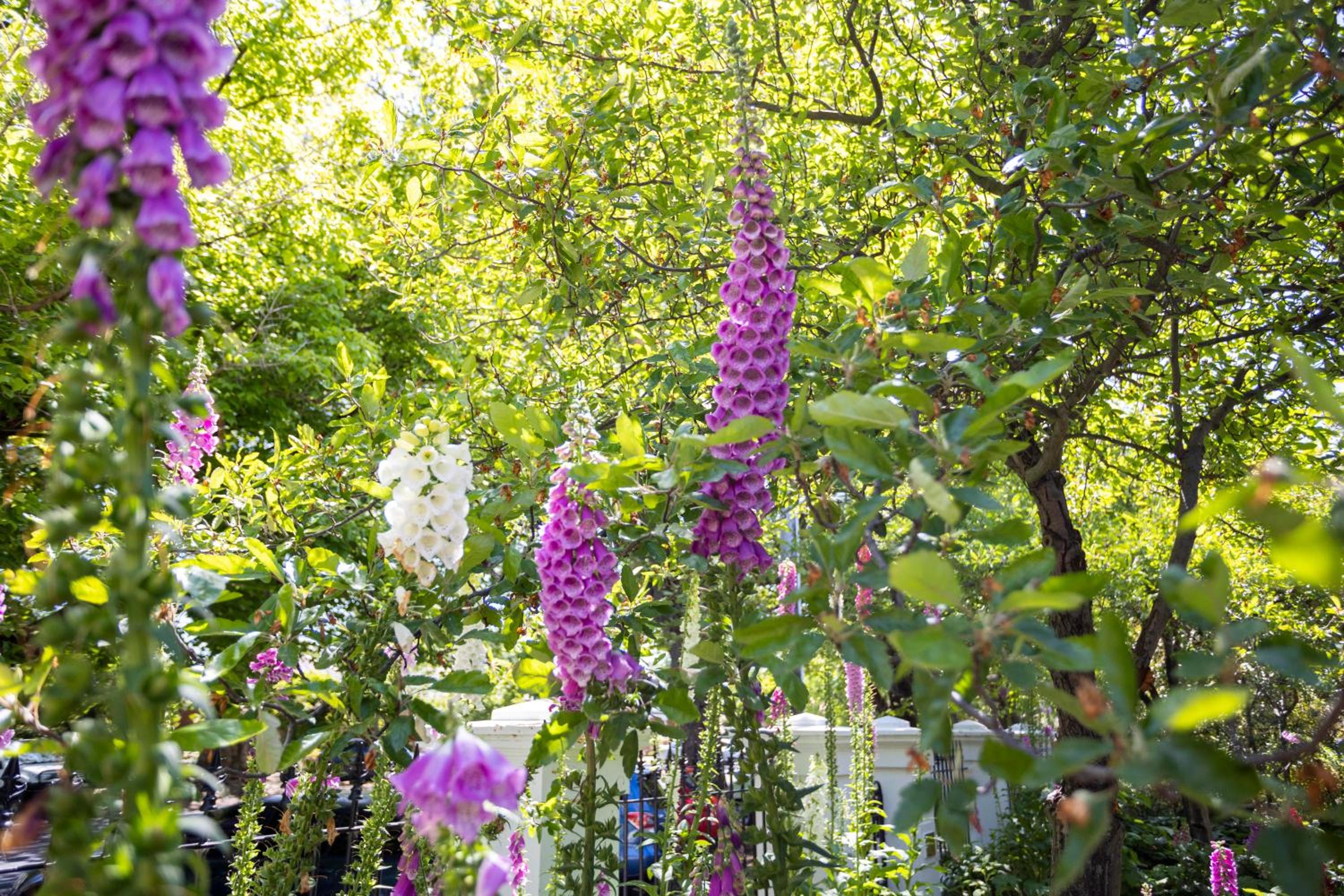 Byng Street Garden Loft