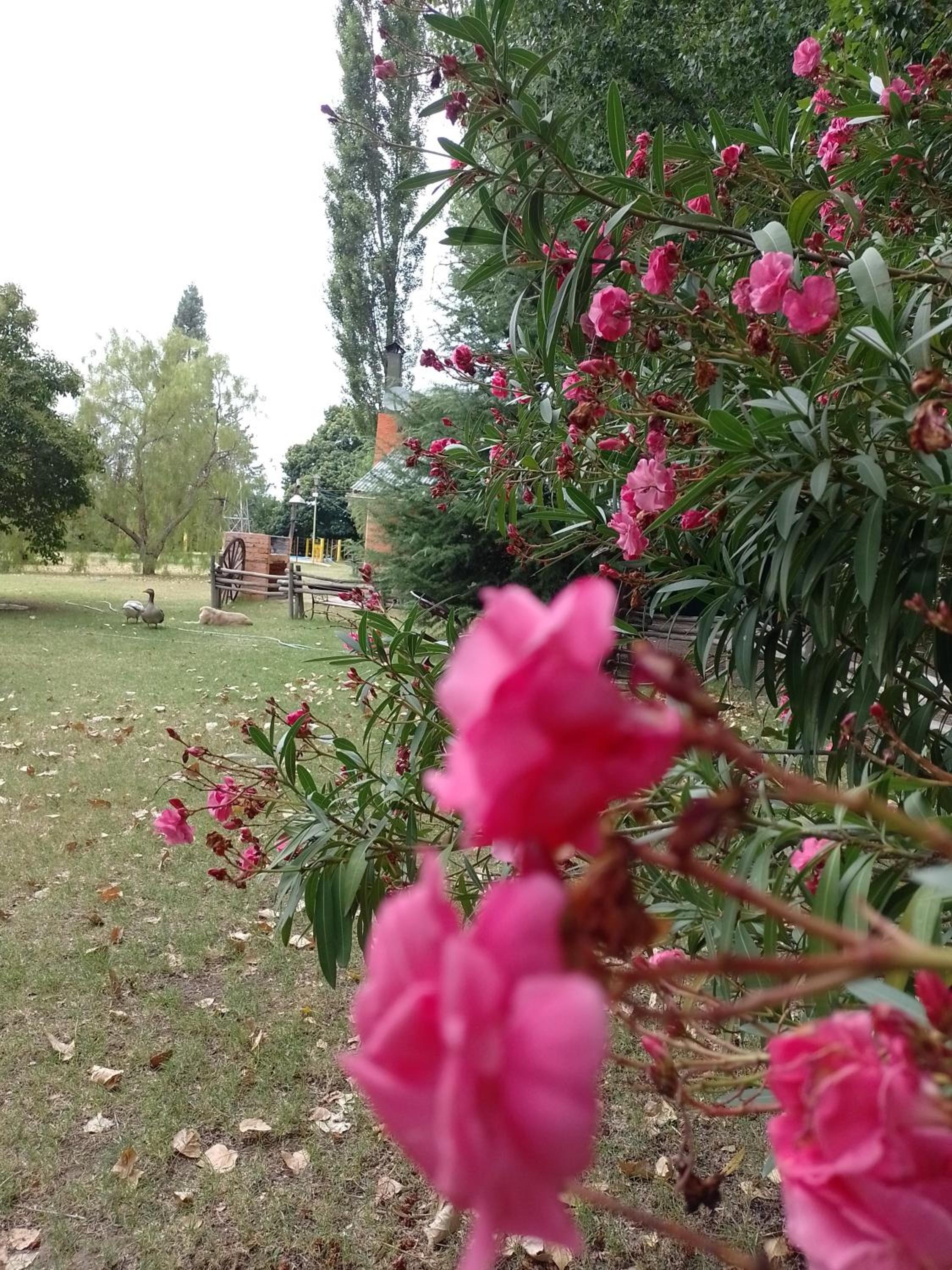 Cabañas Apheles