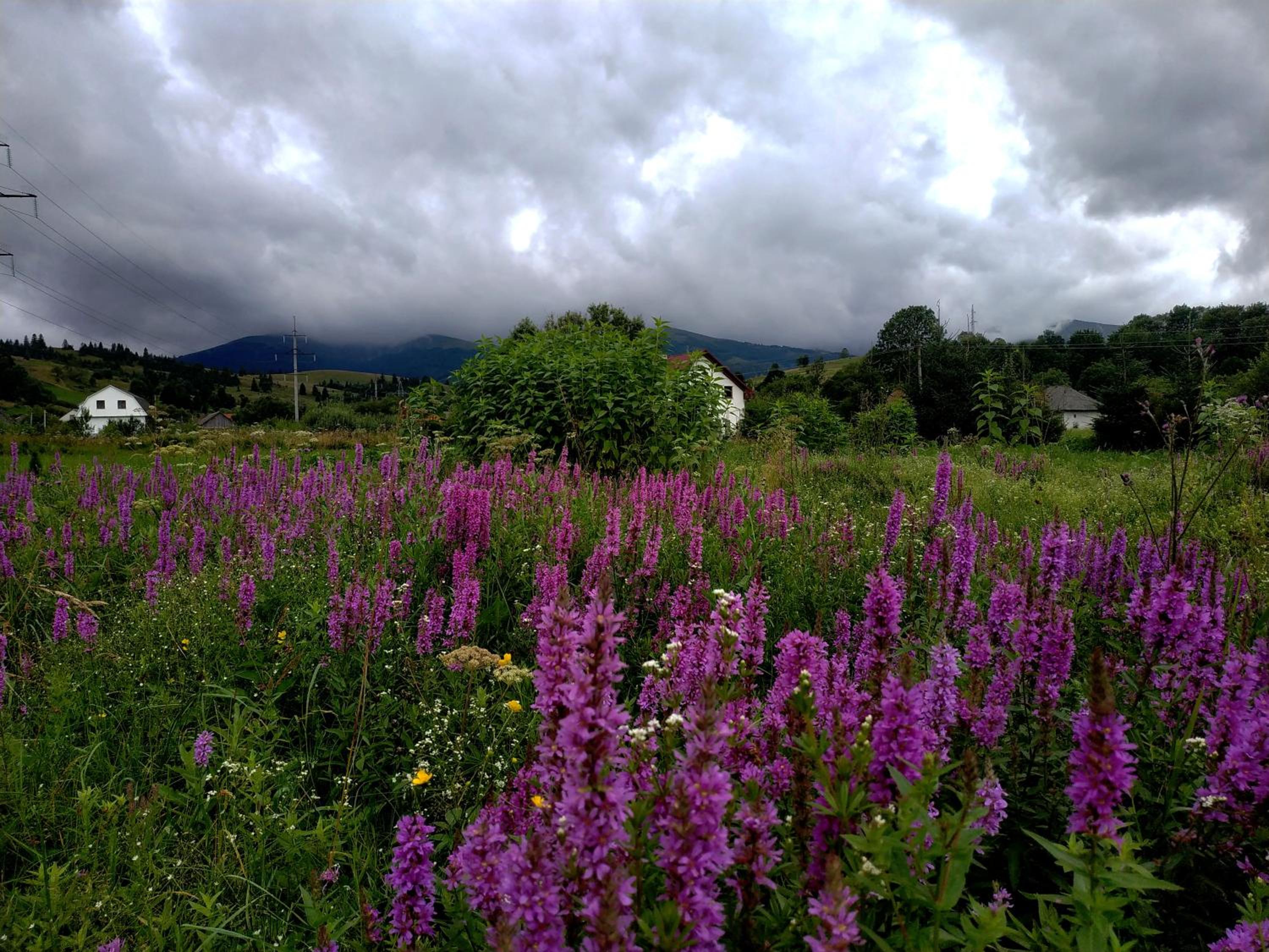 Photo 82