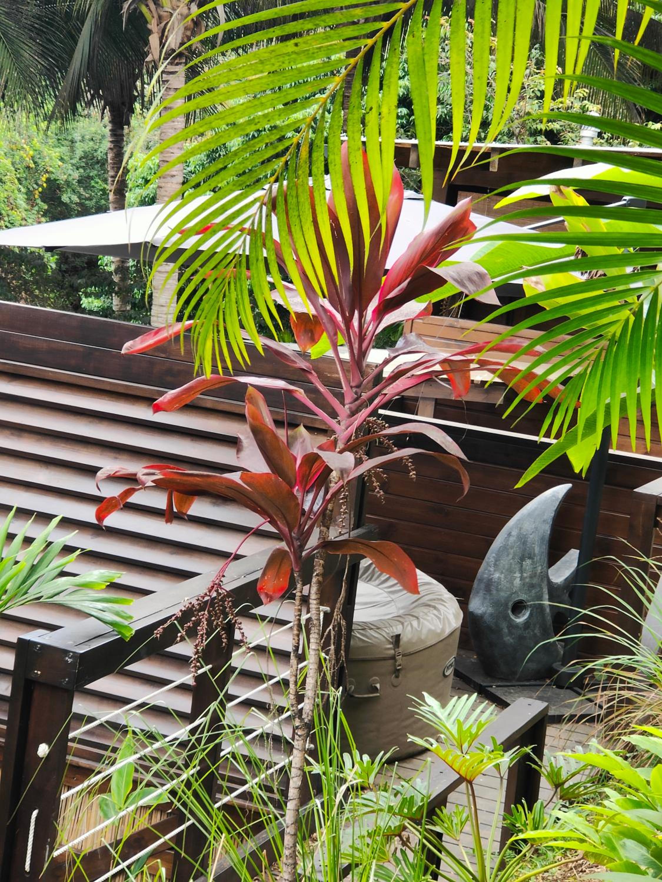 OHANA Jungle Lodges