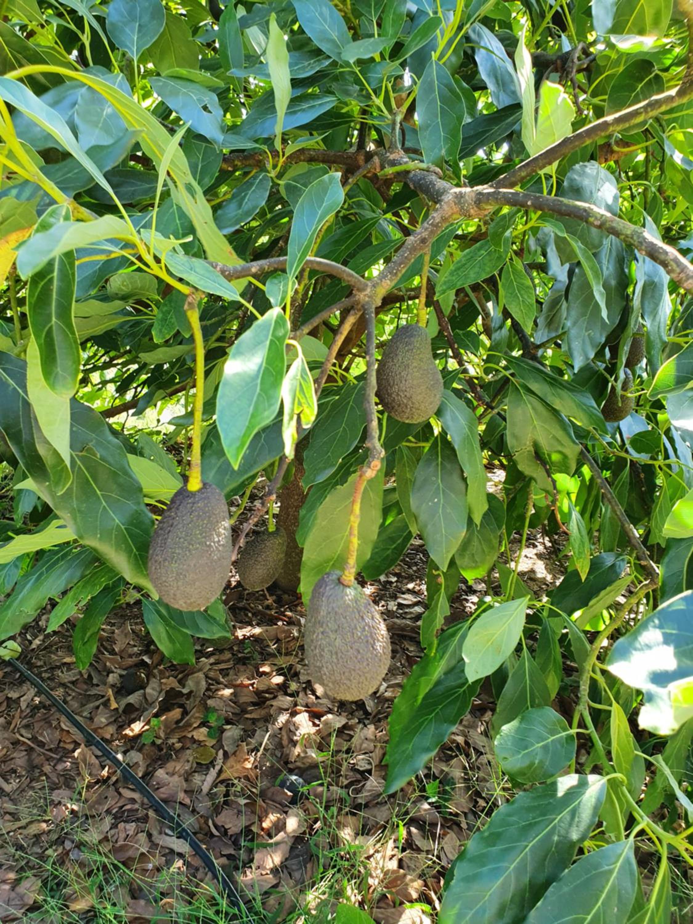Casinha Laranja view 3