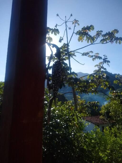 Bosque Azul - Carpintero