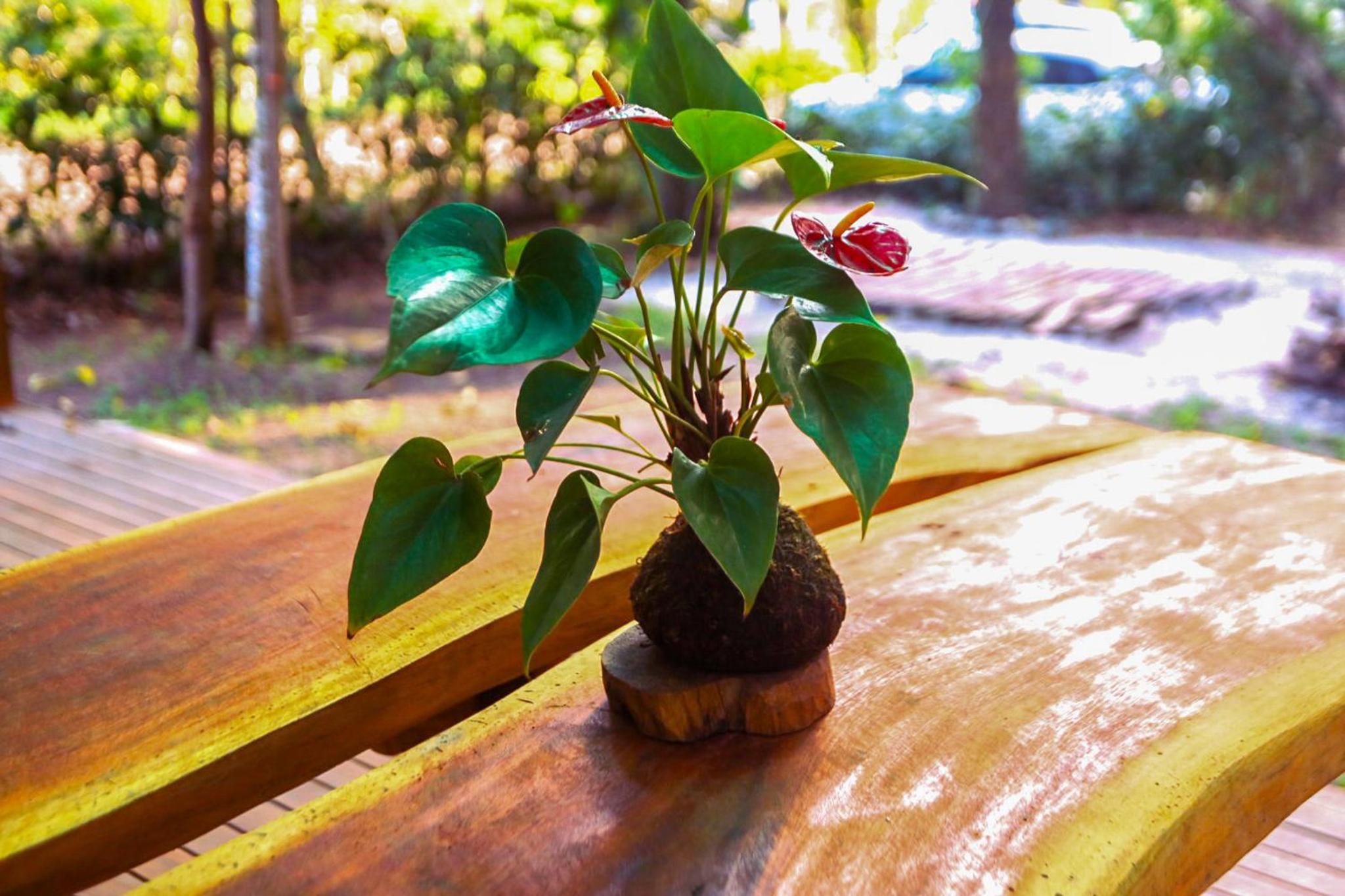 Alquimia Zen IGLUs de eucalipto na Reserva Aruá